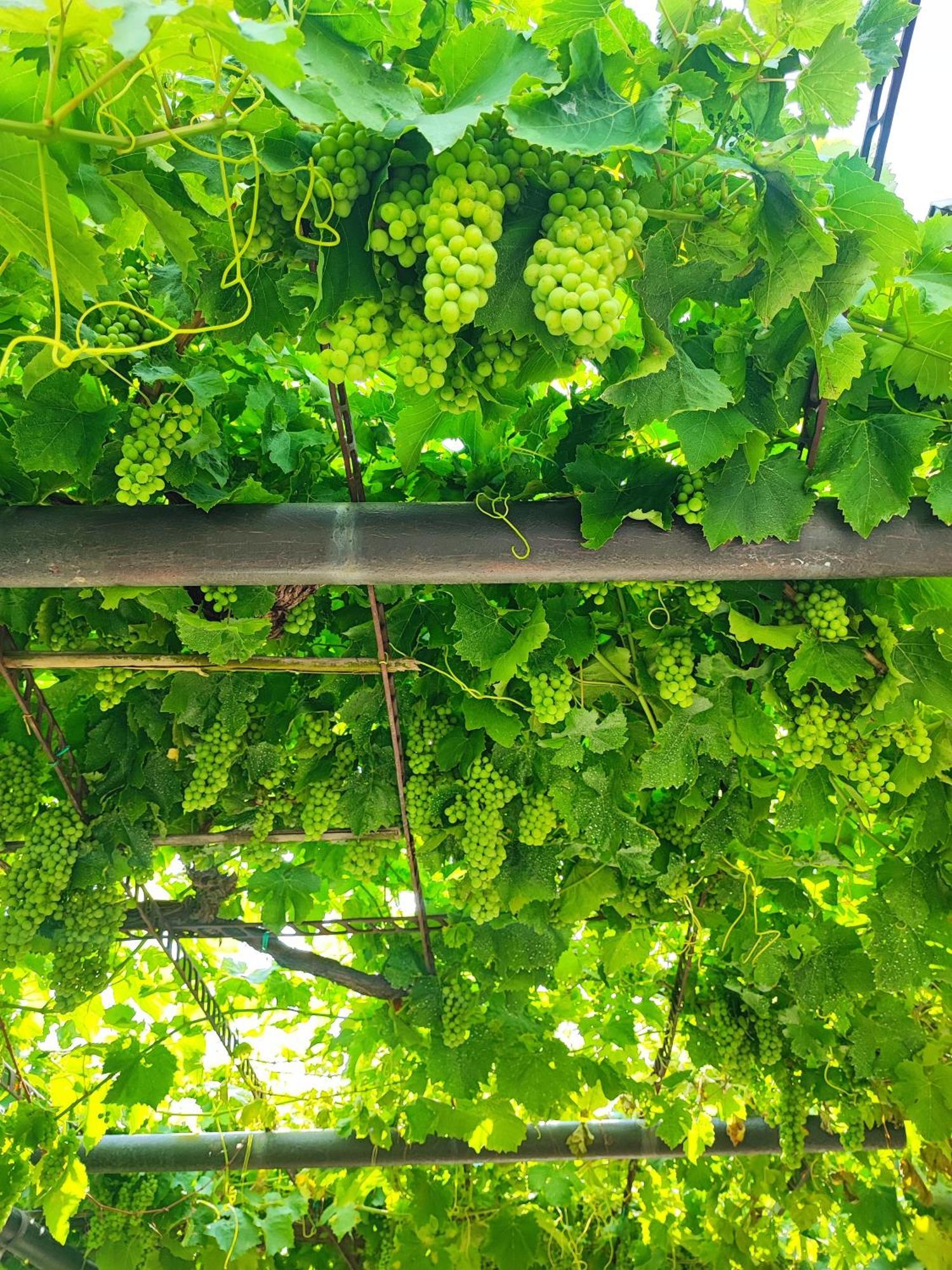 Apartment Wine & Olive Oil Mofardin Koper Ngoại thất bức ảnh